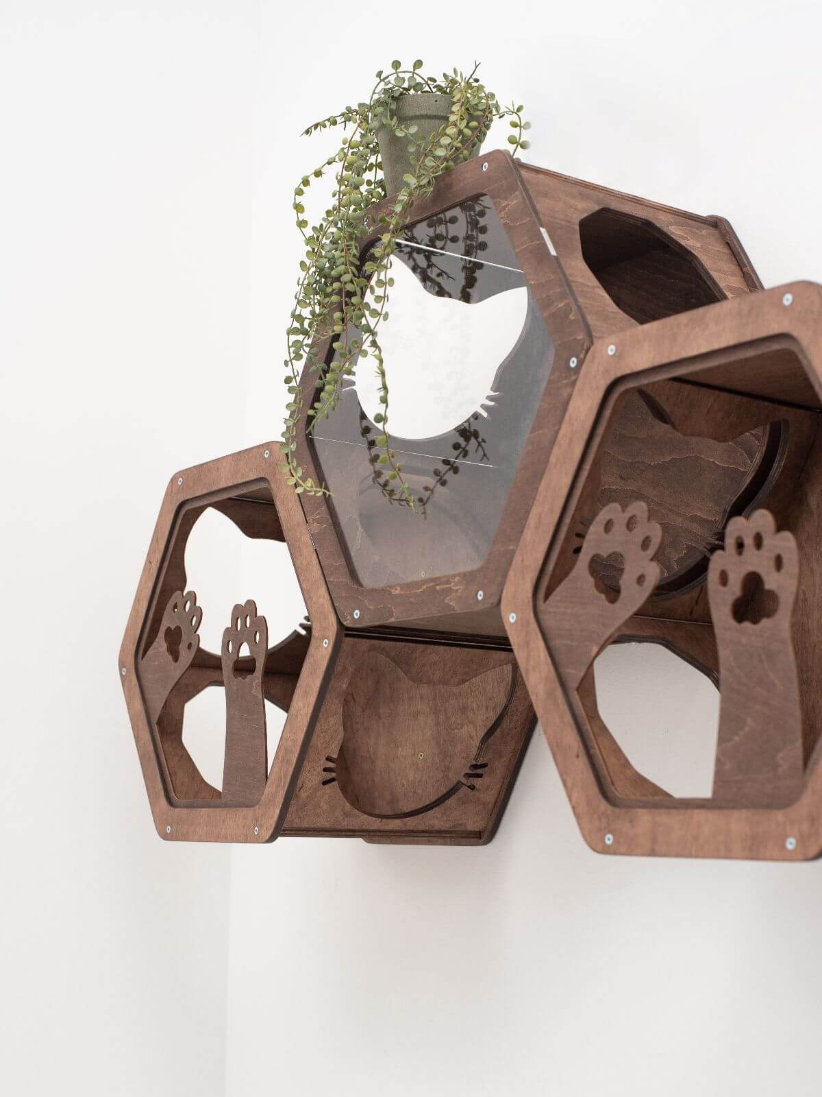 wooden acrylic frame cats