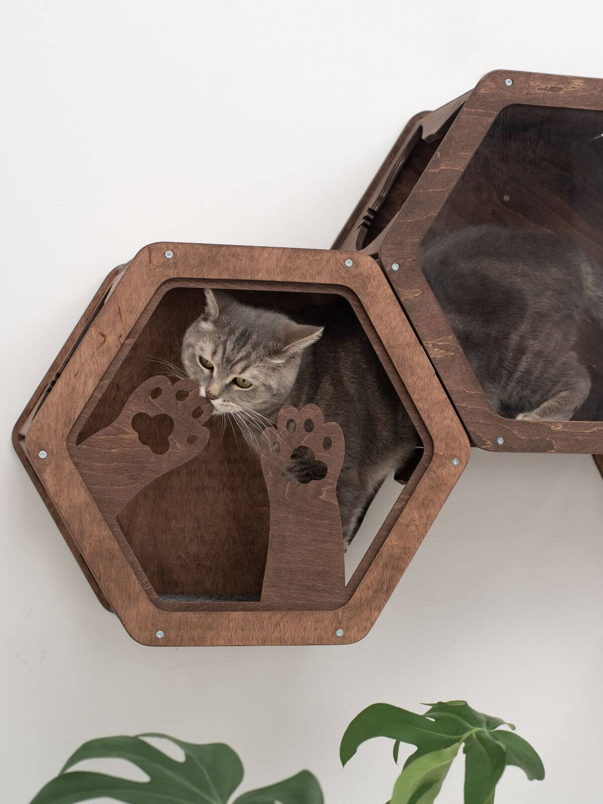 cats wooden frame