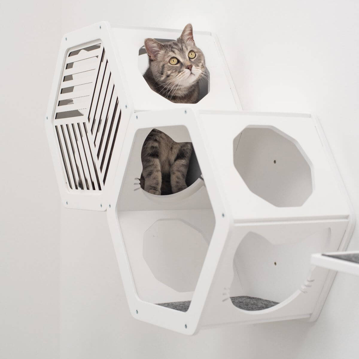cat climbing wall shelves in white color