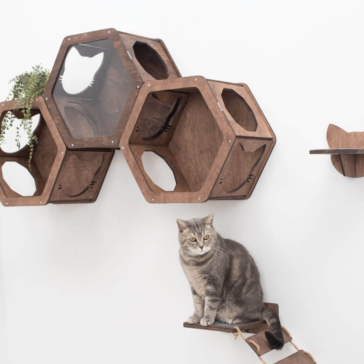 cat hexagon shelf for walls