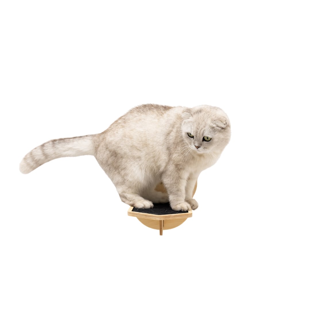 White cat on a wooden cat shelf with a white background