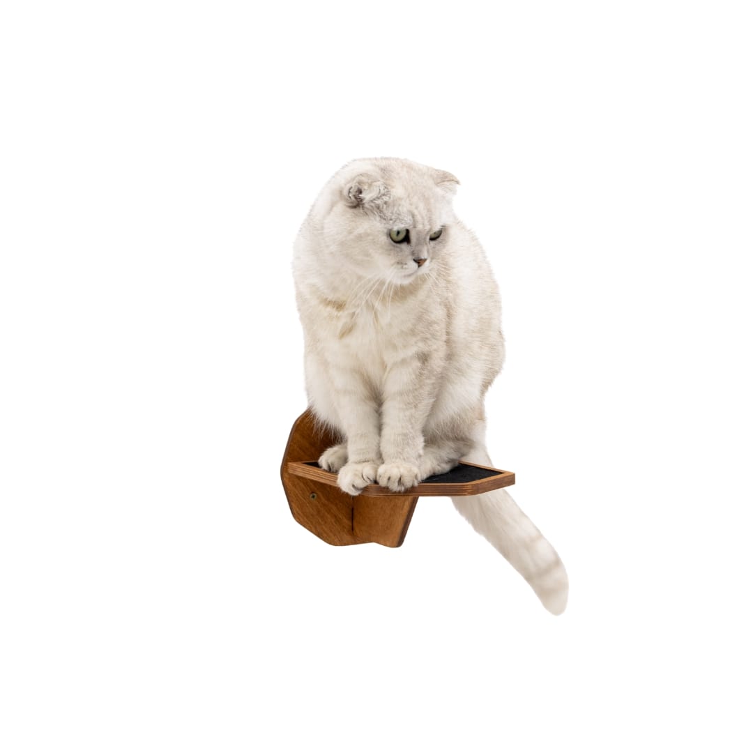 White cat sitting on a wooden perch against a white background