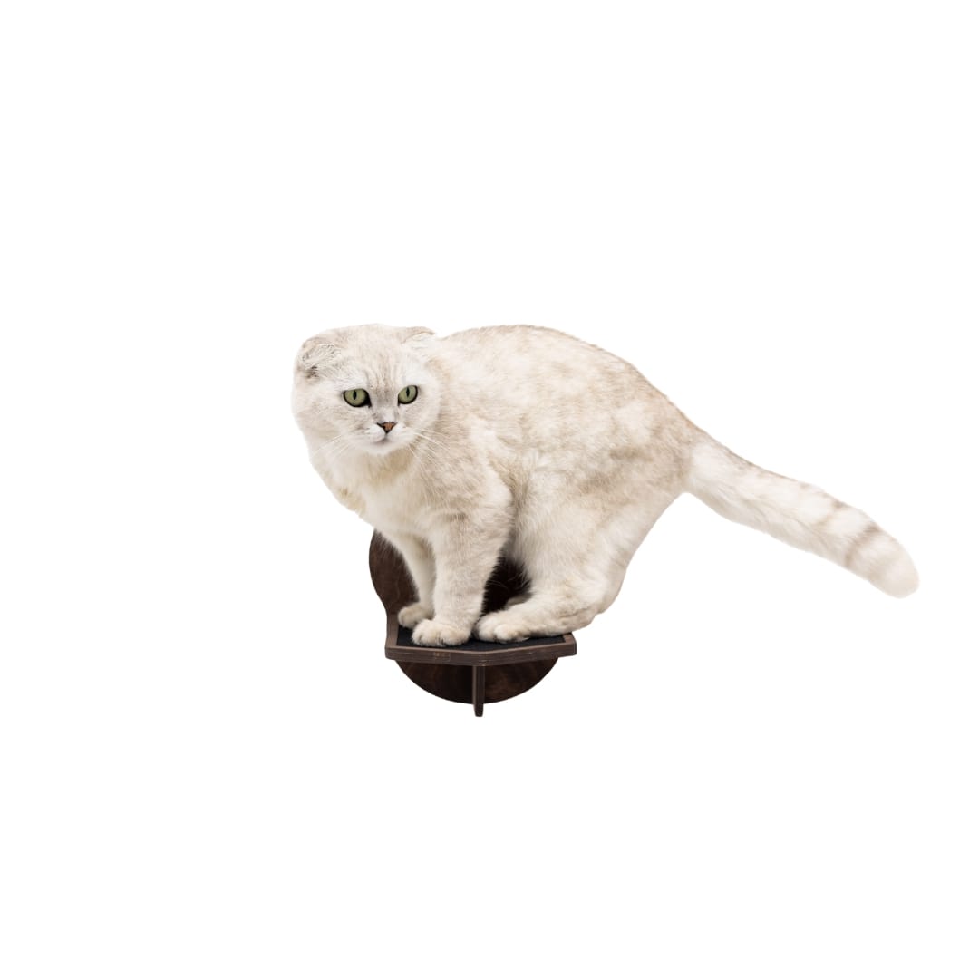 White cat on a brown cat tree against a white background