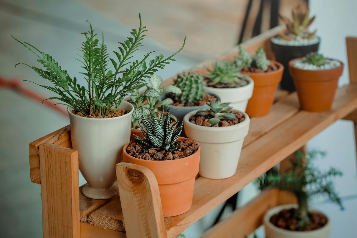 A wooden shelf displaying various houseplants in different pots