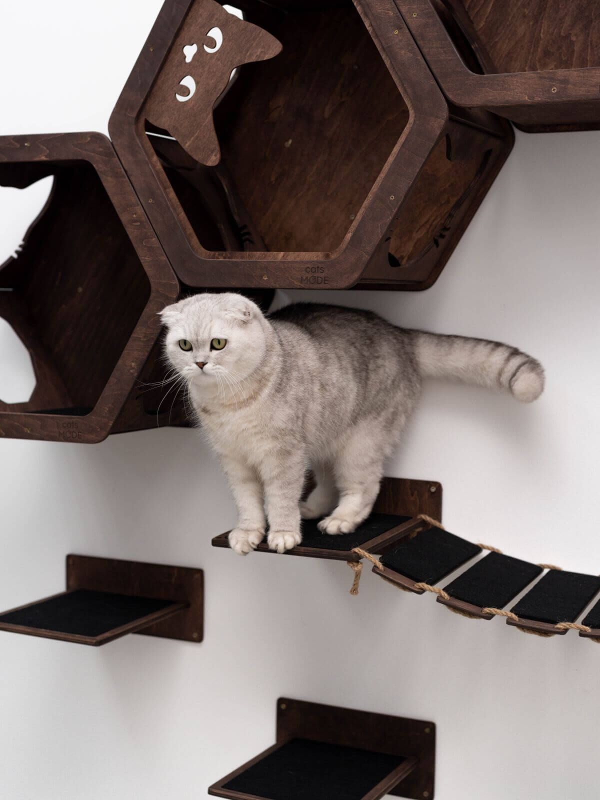 elevated cat walkway installed on wall in dark walnut color covered with black felt