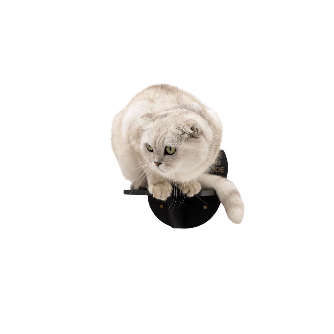 Cat perched on a black cat tree against a white background