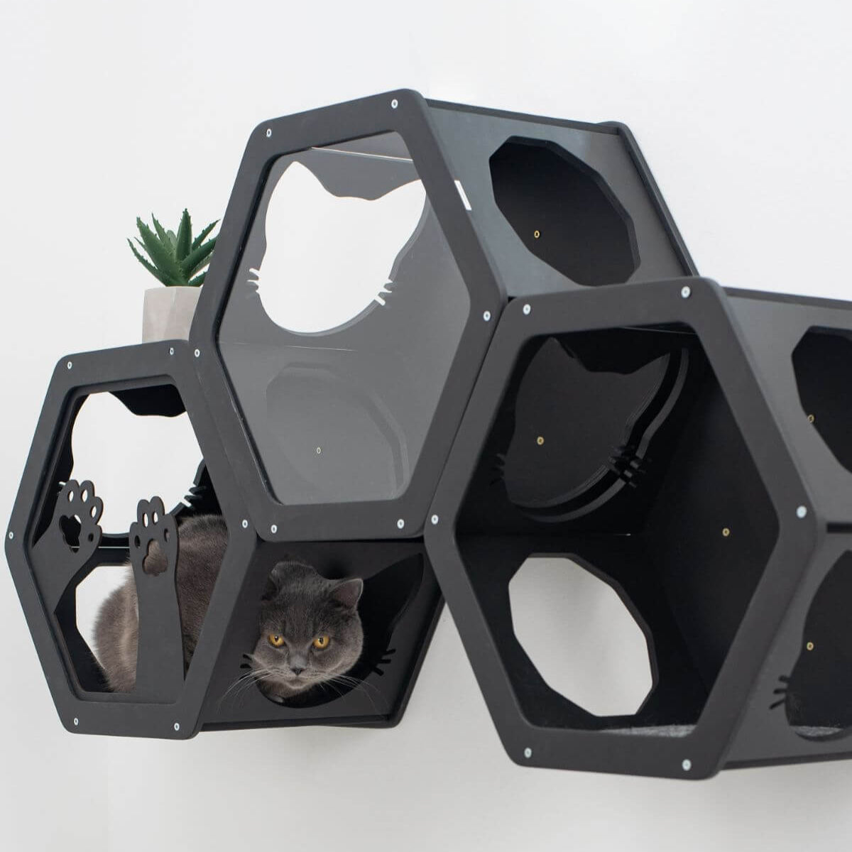 hexagon cat wall shelves in black color