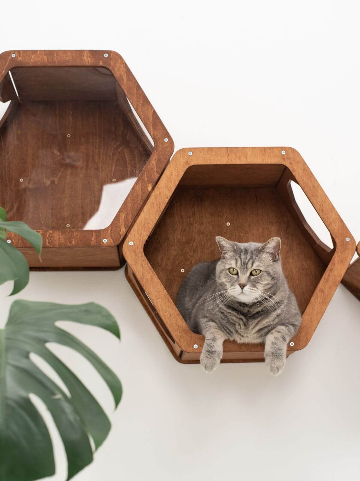 wall shelves for cats to climb in oak wood color