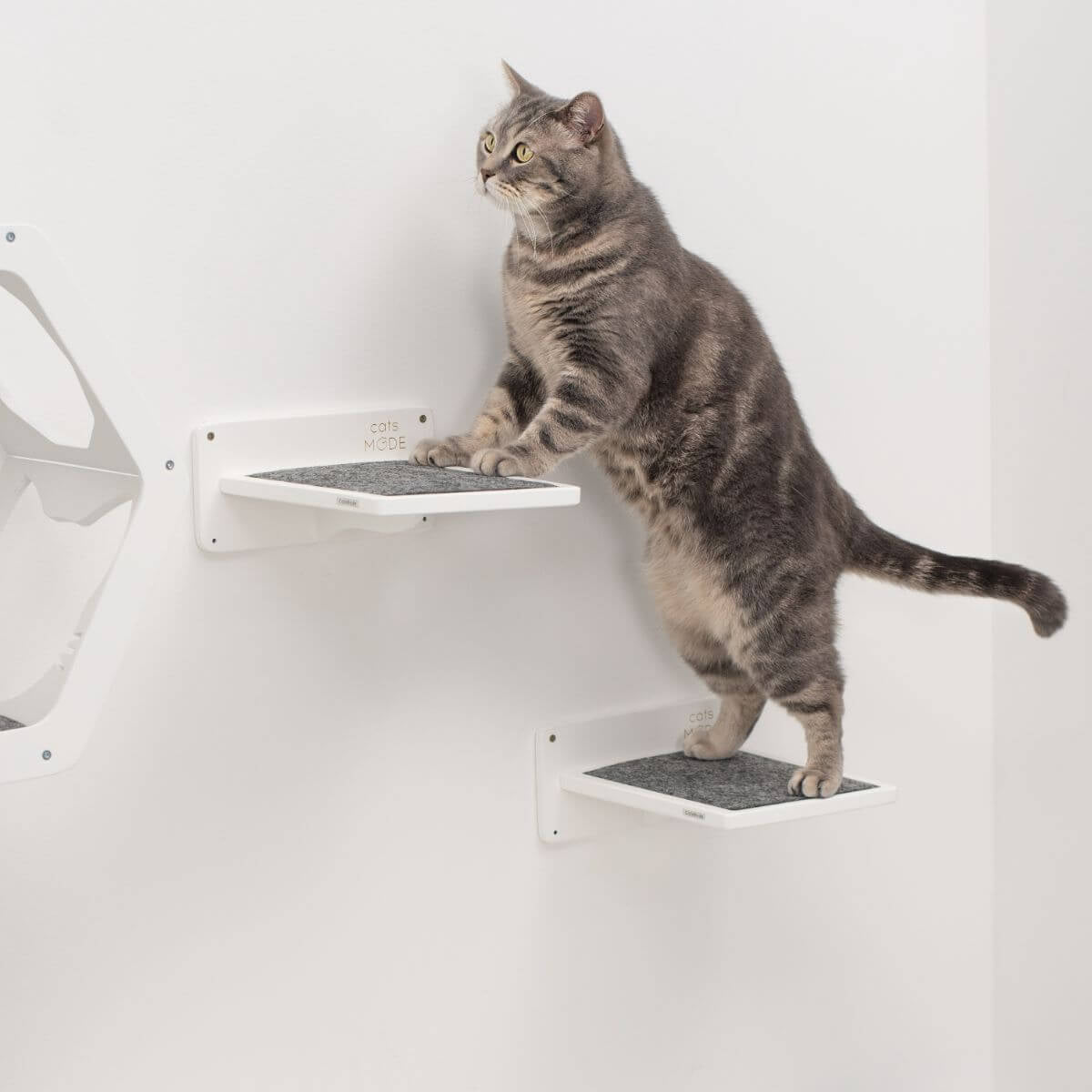 cat steps wall mounted