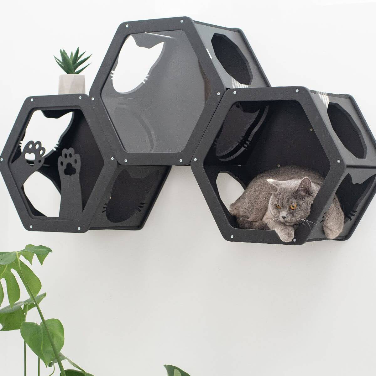 three wall mount cat shelves in black color with cat 