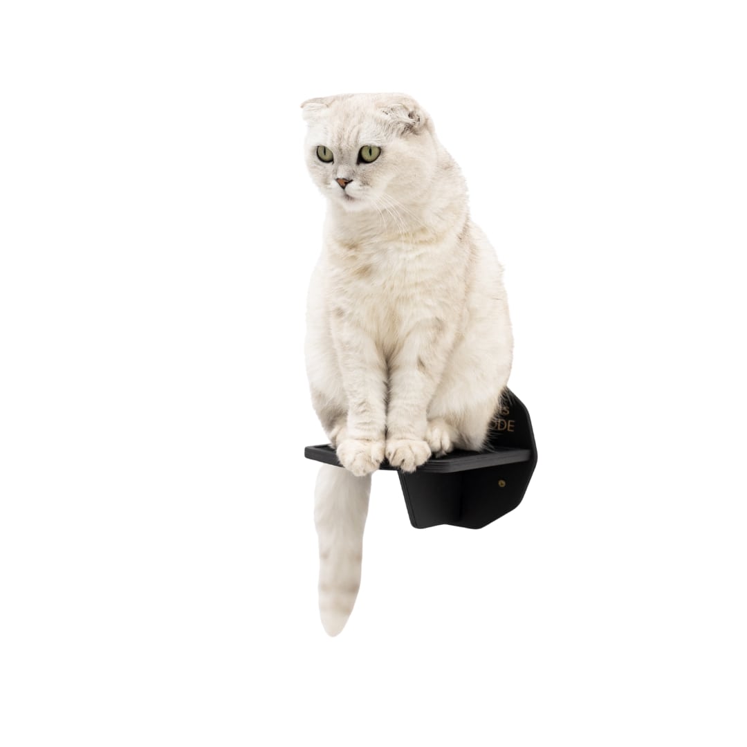 White cat sitting on a black pet seat against a white background