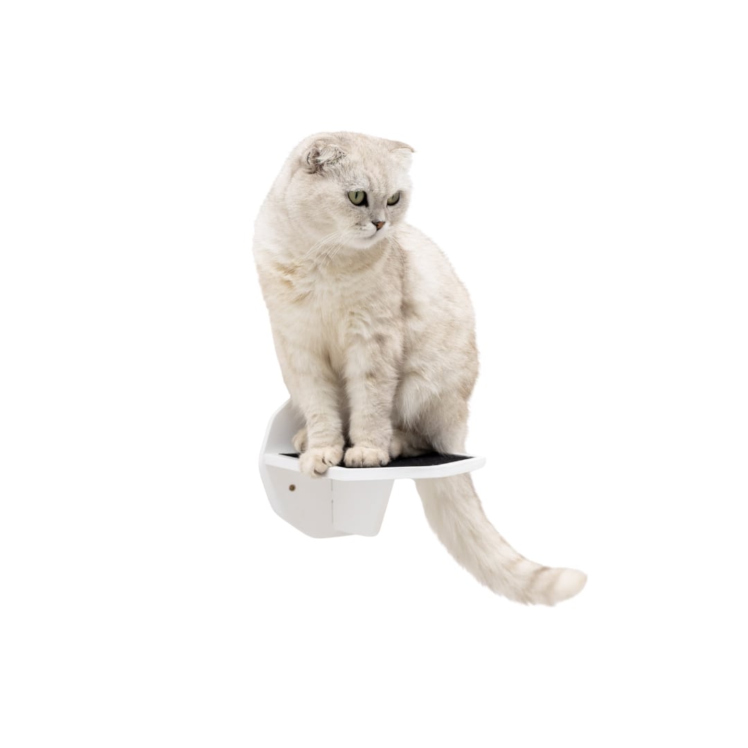 White cat sitting on a white cat shelf against a white background
