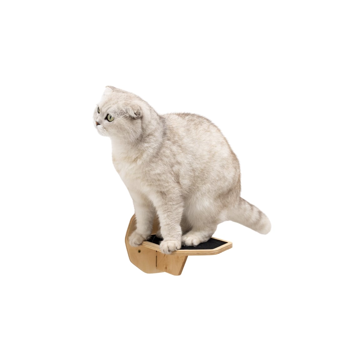 Cat sitting on a wooden cat shelf with a white background