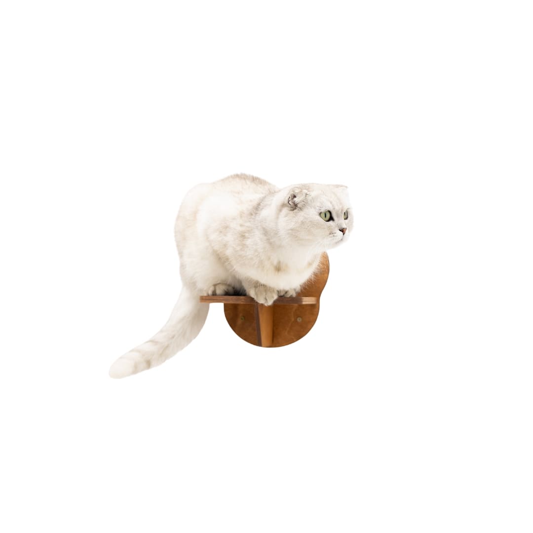 White cat sitting on a wooden cat shelf against a white background