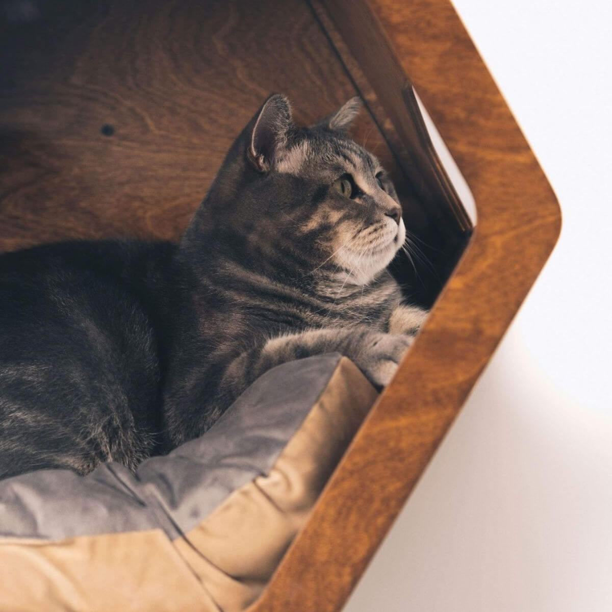 cat shelf pillow in grey & beige colors