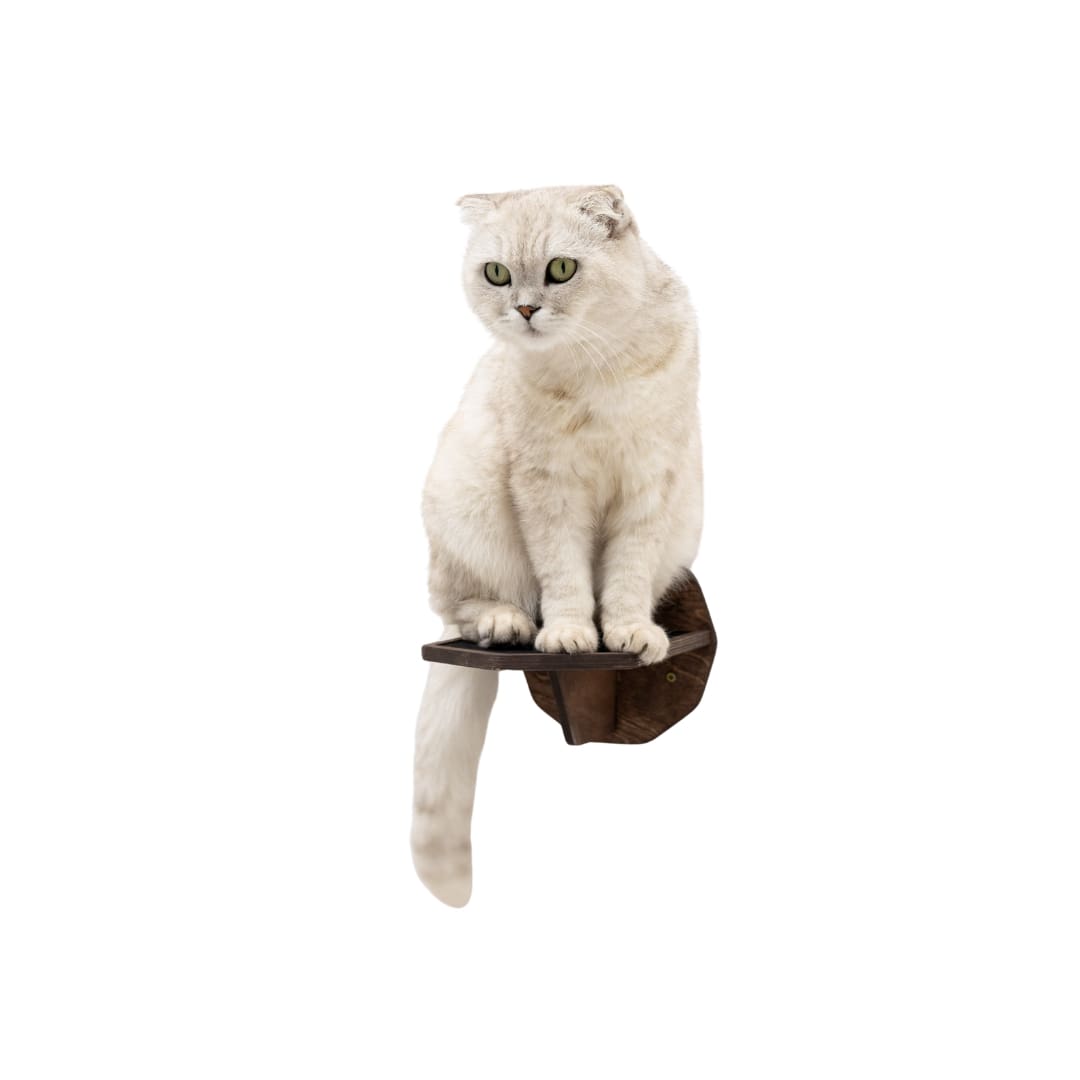 White cat sitting on a brown cat tree against a white background