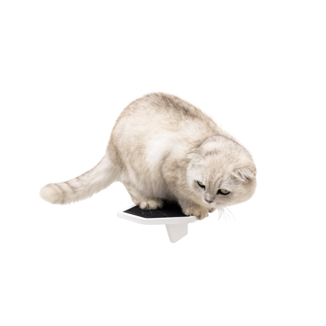 Cat interacting with a toy shark on a white background